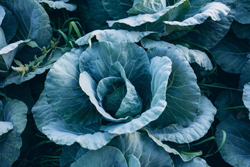 Obraz premium cabbage field