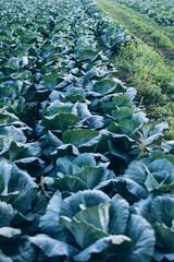 Fototapeta premium cabbage field