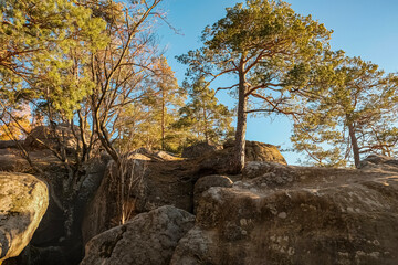 Scenic view of Dovbush Rocks in the Carpathians with sunlit pine trees and large boulders. Warm golden light, textured stone surfaces, clear blue sky. Natural composition.