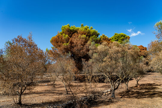 bunte Herbstf&auml;rbung am Rande der starken Waldbr&auml;nden um Agalas - Zakynthos