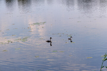  Waterbirds on Reflective Rippled Water Surface