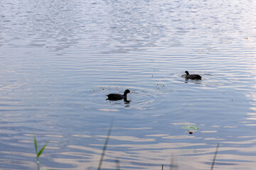 wo Eurasian Coots Swimming on Rippled Water