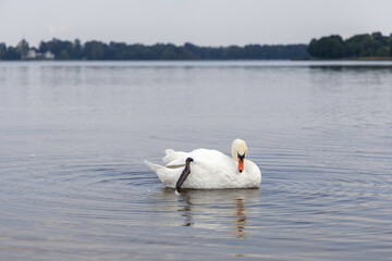 Adult Mute Swan with Distinct Orange Beak Preening