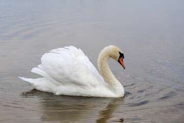  Mute Swan Swimming with Ruffled Feathers
