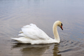 Mute Swan Swimming with Elegant Neck