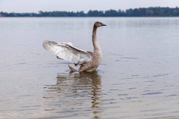 Mute Swan Cygnet Portrait on Shore