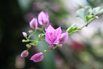 pink magnolia flowers