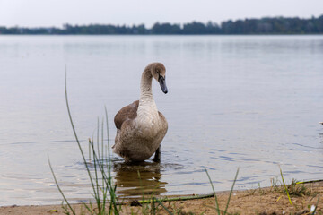 Adult Swan and Cygnet on Shoreline