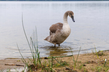  Adult Swan and Cygnet Resting on Grass