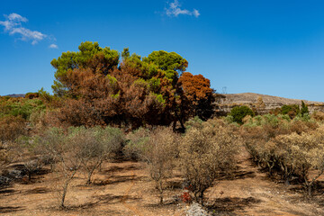 bunte Herbstfärbung am Rande der starken Waldbränden um Agalas - Zakynthos