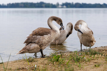 Adult Swan Preening Near Cygnet