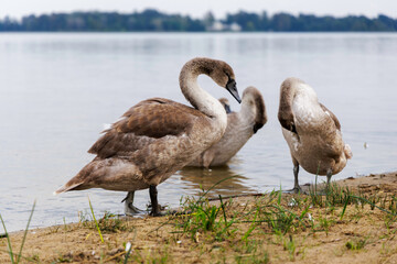 Cygnet Sleeping Comfortably on Grass
