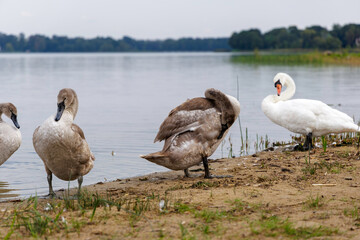  Cygnet Standing Solo on the Shore