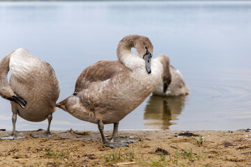  Cygnet Portrait on Sandy Lakeshore