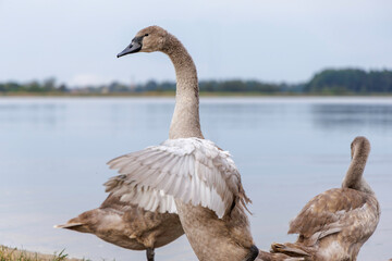 Cygnet Portrait with Soft Focus