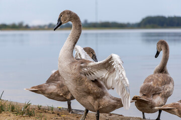 Cygnet Walking on Lakeshore Sand