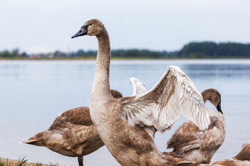 Cygnet Standing in Profile on Shore