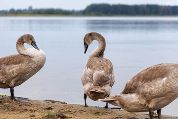 Cygnet Feeding in Shallow Water