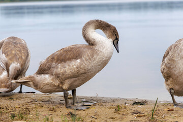 Cygnet Drinking on Water's Edge