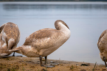  Cygnet Portrait with Ruffled Neck
