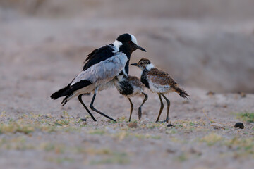 Blacksmith Lapwing or blacksmith plover - Vanellus armatus is black and white and grey bird commonly from Kenya through central Tanzania to southern and southwestern Africa, female with chicks