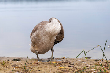 Two Cygnets Standing on Grass