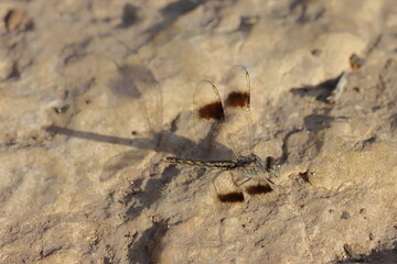 Dragonfly on the ground in the wild. Close-up.
