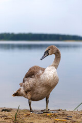 Cygnet Portrait Looking Upward