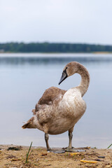 Cygnet Preening with Arched Neck