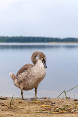 Cygnet Portrait Looking Down