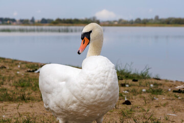 White Swan Preening on Calm Water