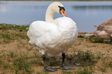 White Swan Preening Its Wing