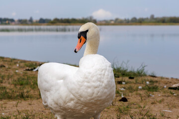 White Swan Profile Looking Back