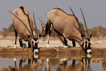 Gemsbok or South African oryx - Oryx gazella, large antelope endemic to dry regions of Botswana, Namibia, South Africa and Zimbabwe, mainly the Kalahari and Namib Deserts