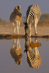 Plains Zebra - Equus quagga formerly Equus burchellii, also common zebra, most common and widespread species of zebra, black and white stripes in savannah, herd at waterhole drinking