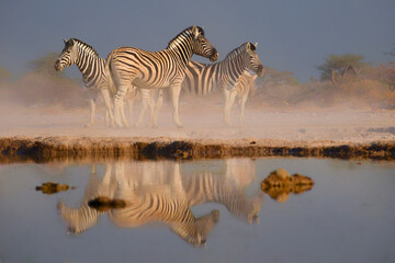 Plains Zebra - Equus quagga formerly Equus burchellii, also common zebra, most common and widespread species of zebra, black and white stripes in savannah, herd at waterhole drinking