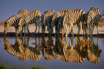 Plains Zebra - Equus quagga formerly Equus burchellii, also common zebra, most common and widespread species of zebra, black and white stripes in savannah, herd at waterhole drinking