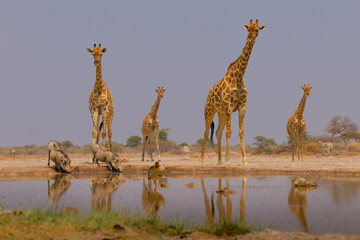 Angolan or Namibian or Smokey giraffe - Giraffa giraffa angolensis, formerly Giraffa camelopardalis angolensis, subspecies of Southern Giraffe found in Namibia, Zambia, Botswana, Zimbabwe and Angola