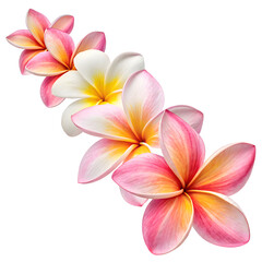 Fototapeta premium A diagonal row of plumeria flowers showing pink and white petals with yellow centers on white background