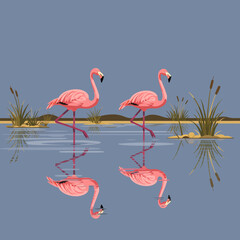 pink flamingos in water