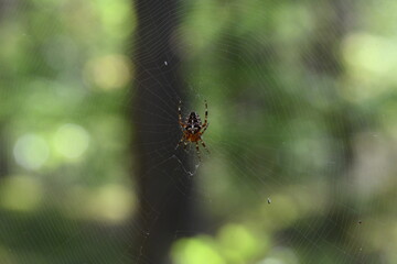 Rezerwat Przyrody Wielka Kępa. Bydgoszcz-Fordon.Poland. Pająk Krzyżak