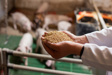 Veterinarian feeding piglets on ranch