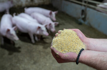 Farmer feeding piglets on ranch