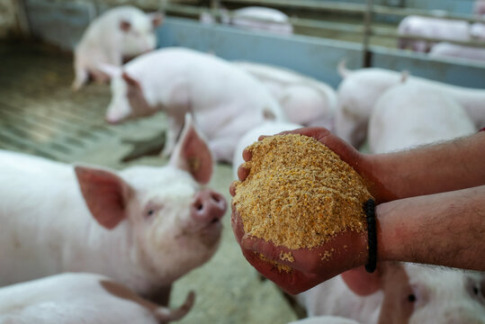 Farmer feeding pigs on ranch - Powered by Adobe