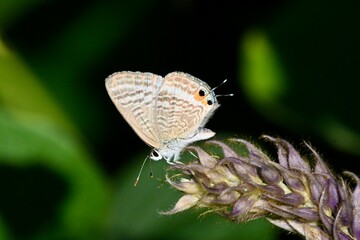 butterfly on a leaf ウラナミシジミさん