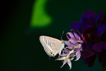 butterfly on flower ウラナミシジミさん