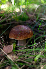 grzyby, las, jesień, liście,przyroda, natura, drzewa, pień, kora,mech © Estera
