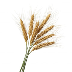 Fototapeta premium Golden wheat stalks with long awns isolated on a transparent background grain beige