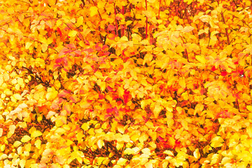 Colorful autumn leaves background. Yellow, red, and orange  leaves texture
