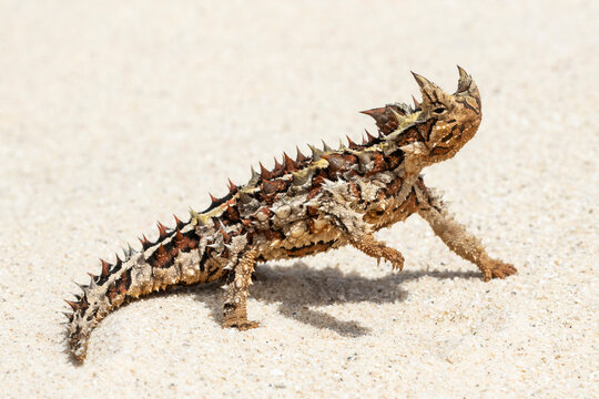 Close up of Australian Thorny Devil
